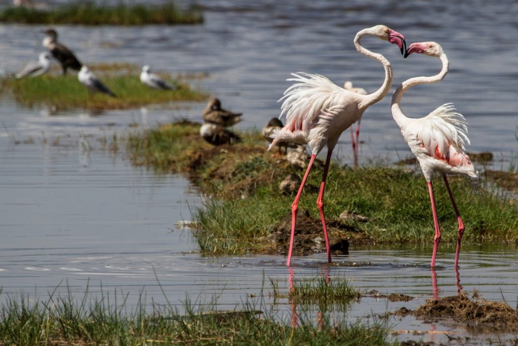 Intégrer une lune de miel entre les safaris, les plages au Kenya