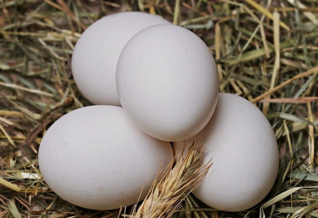 Durée de conservation des oeufs durs