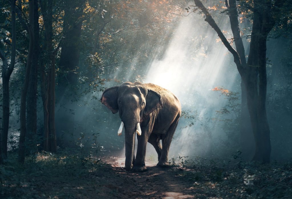 Top 6 des animaux les plus utilisés dans la mode et la déco elephant dans la mode