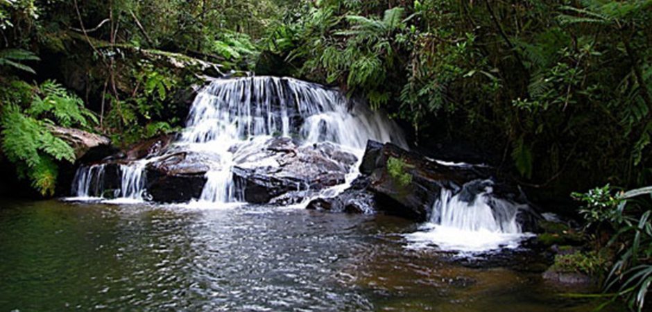 Les parcs nationaux les plus visités de Madagascar parc national d’Andasibe