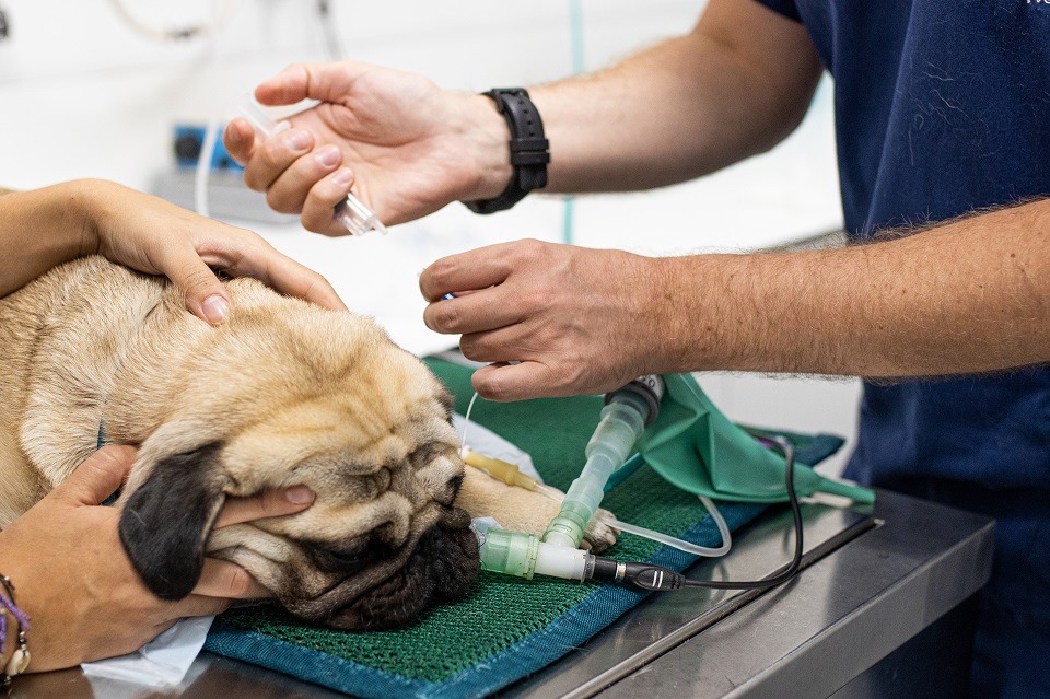 Castrer son chien : comment faire le bon choix ?