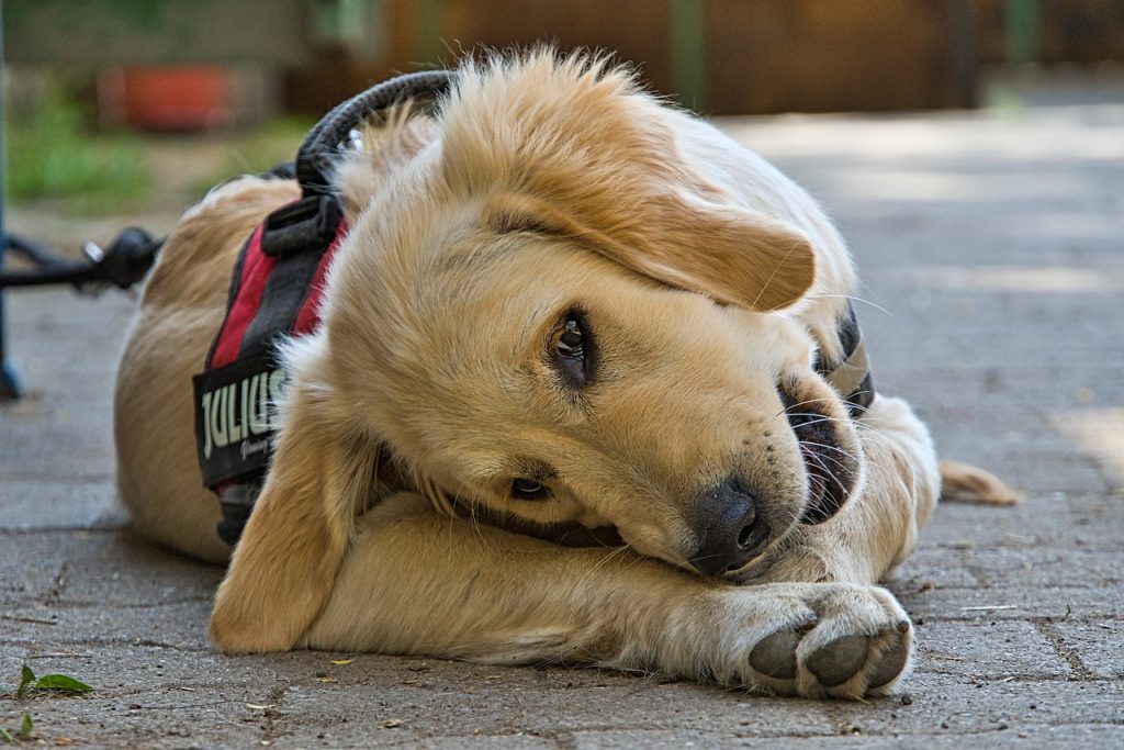 Améliorer les conditions de vie de son chien pour rallonger son espérance de vie Chien en bonne santé