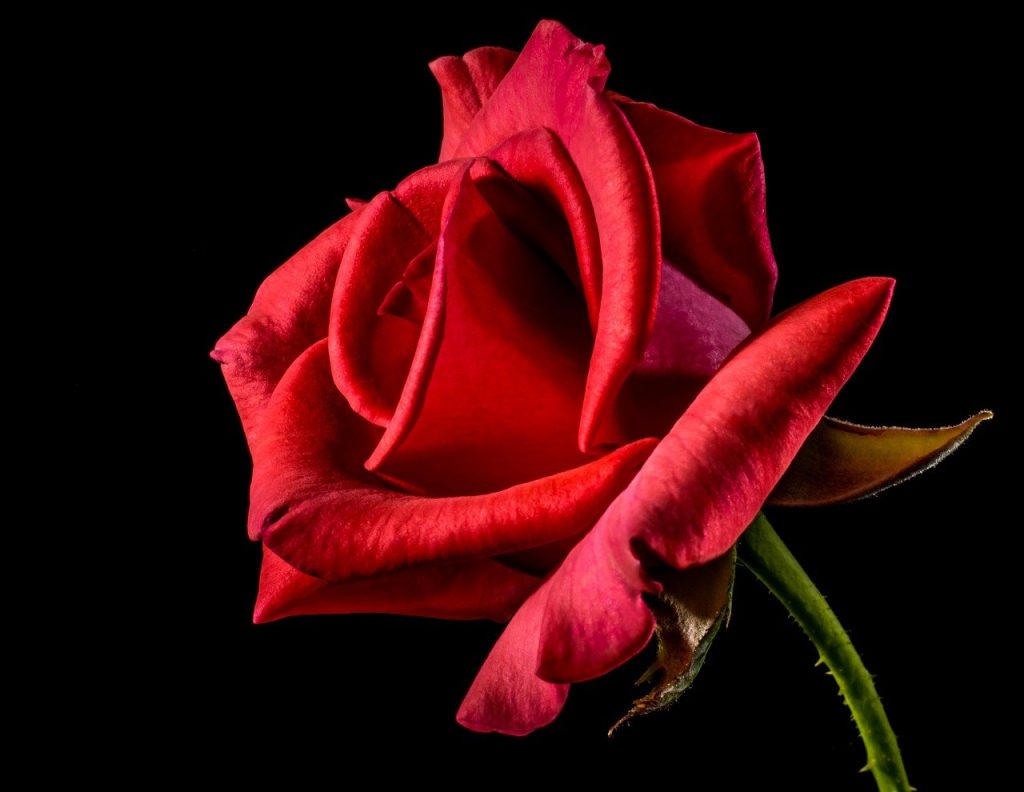 Pourquoi une rose éternelle est-elle un cadeau original ? la rose éternelle