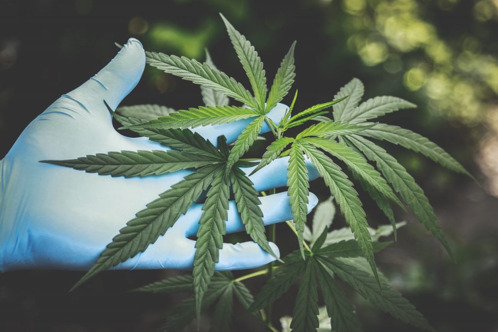 A quoi ressemble le fait de fumer une fleur de la CBD ? acheter-fleurs-de-cbd-bio