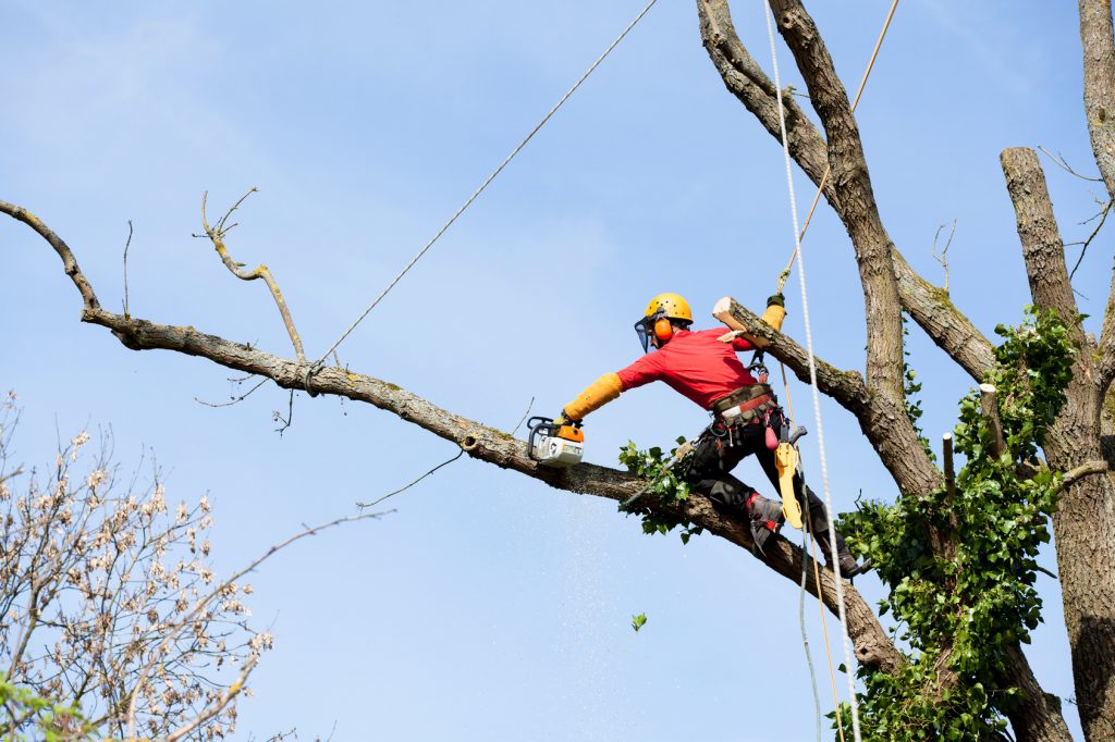 Élagage d’arbre : comment les professionnels calculent-ils le coût de cette prestation ? élagage arbre