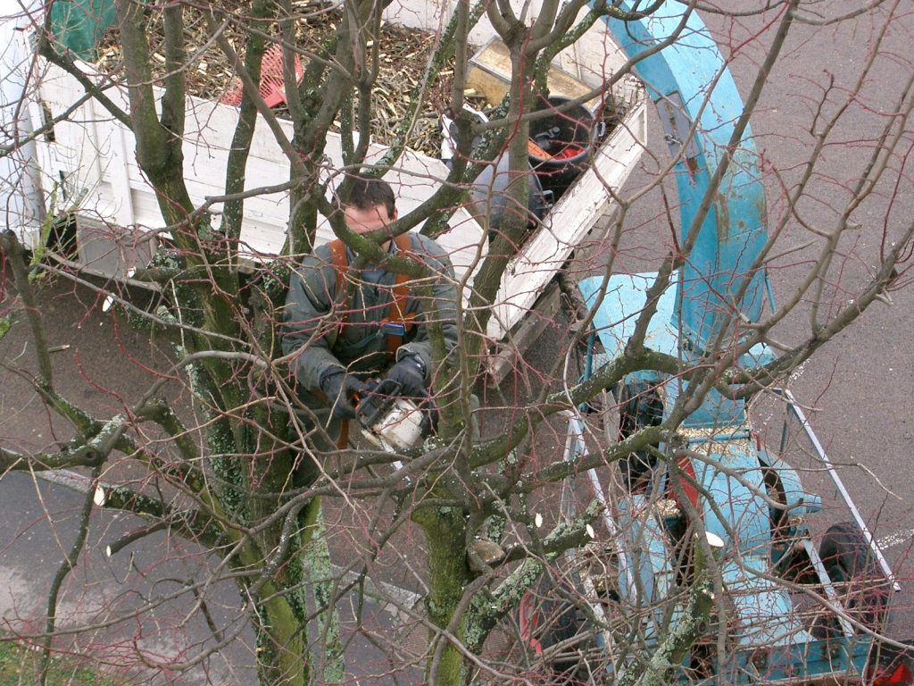 Élagage d’arbre : quels outils utiliser pour travailler en hauteur en toute sécurité? élagage d’arbre en toute sécurité