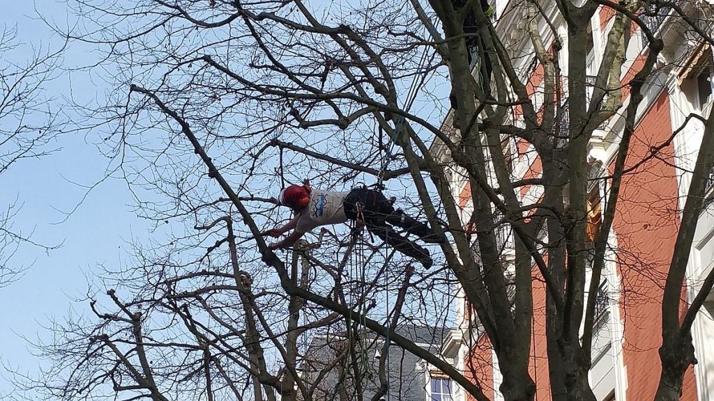 Faire des travaux d’élagage avant de vendre une maison faire des travaux d’élagage