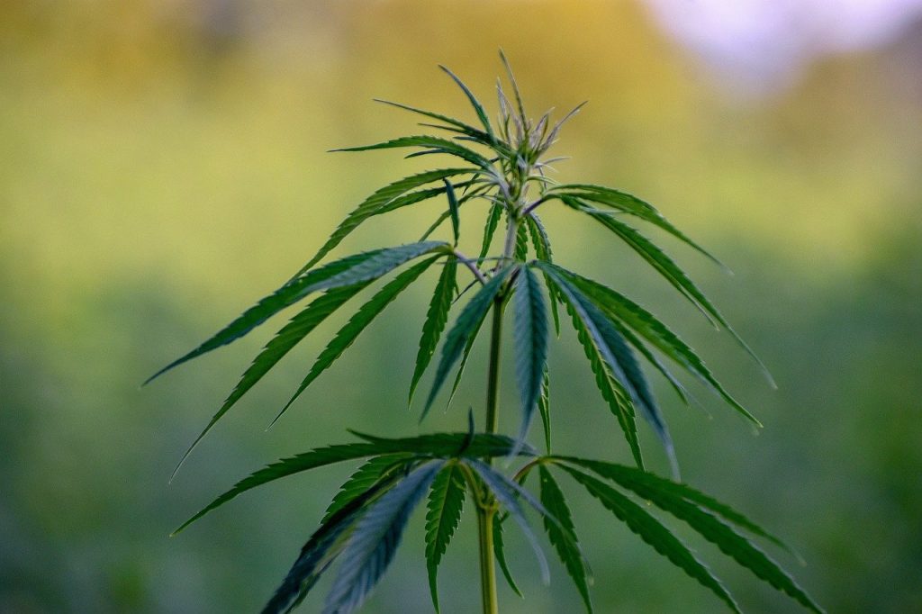 Comment obtenir de l’huile de CBD ? Comment obtenir de l’huile de CBD ?