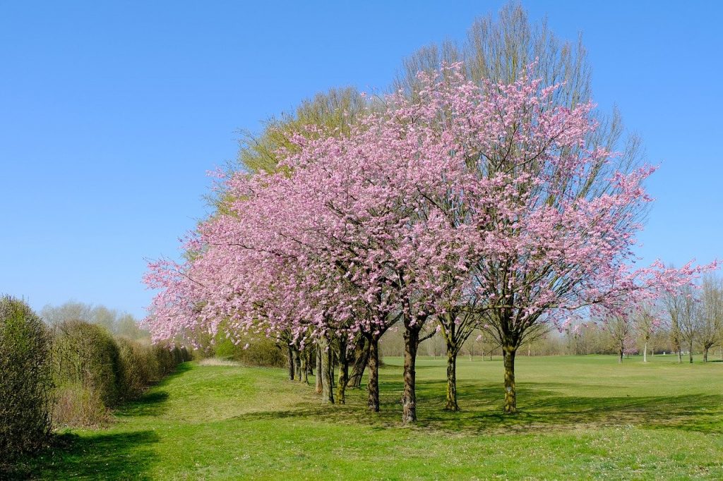 À quel moment de l’année effectuer l’élagage des arbres ornementaux? arbre