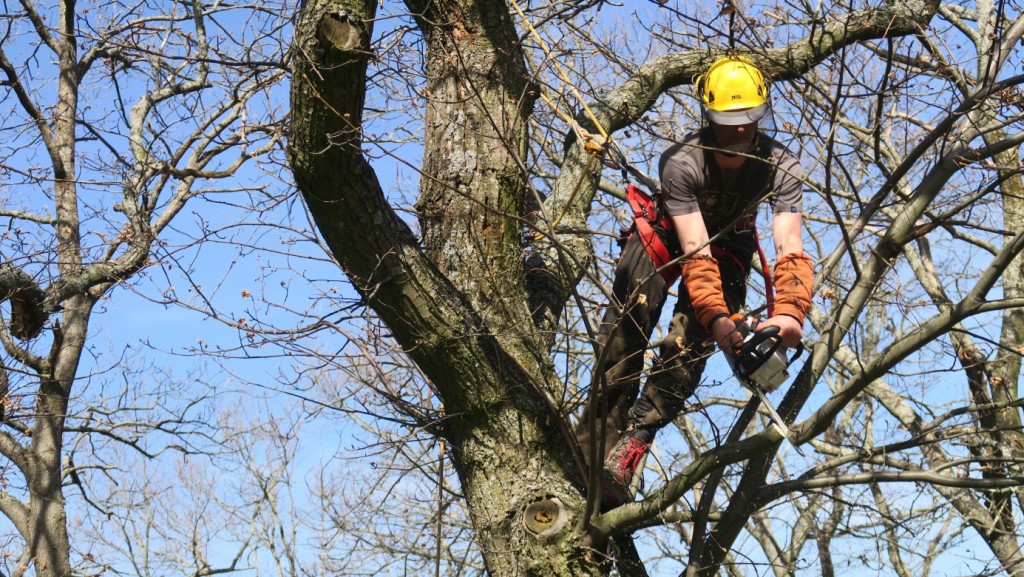 Quelles mesures faut-il prendre avant d’entamer l’élagage d’un arbre? effectuer les travaux d’élagage