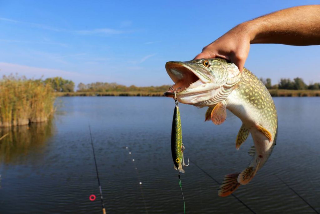 Les meilleurs conseils pour pêcher le carnassier Carnassier meilleurs
