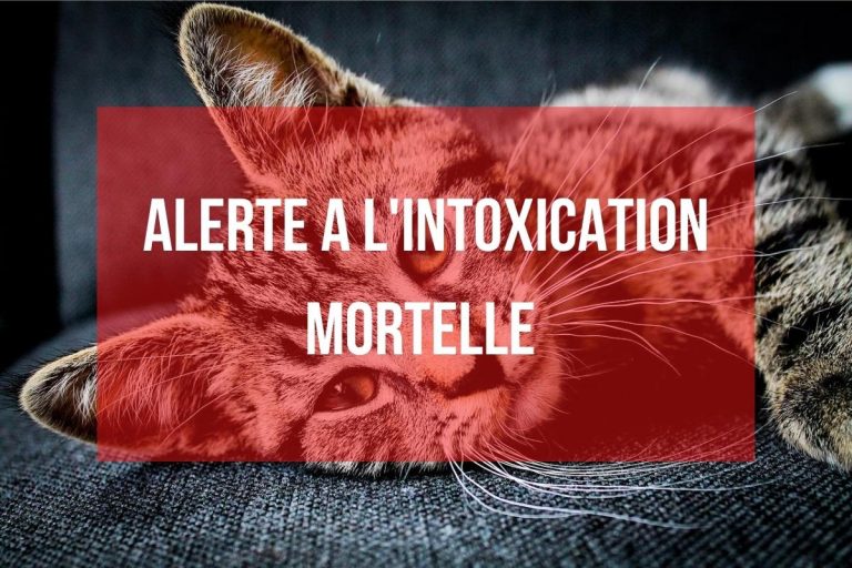 URGENT: Si votre chat a ces symptômes, ne lui donnez plus ces croquettes de grandes marques qui font l’objet d’un rappel ALERTE A L'INTOXICATION MORTELLE