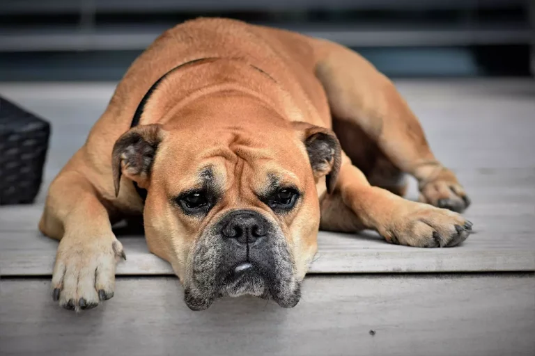 5 conseils à suivre face à la peur des feux d’artifice chez le chien 5 conseils à suivre pour la peur des chiens face aux artifices