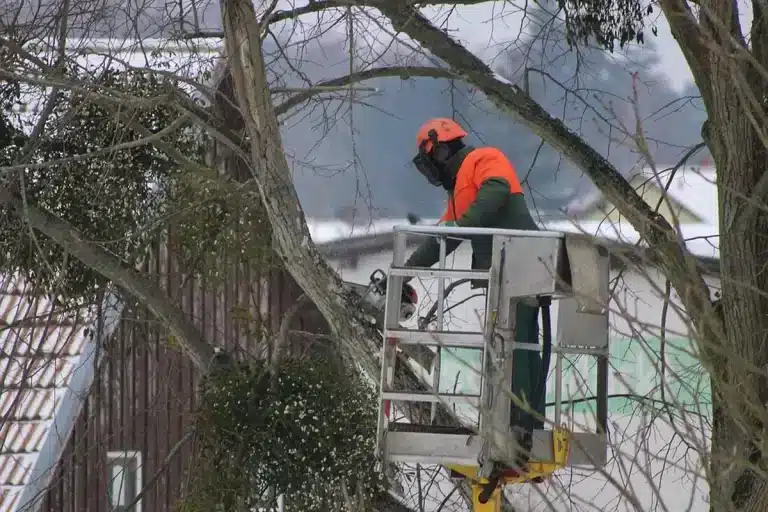 A retenir sur l’élagage d’un arbre en hiver élaguer un arbre en hiver